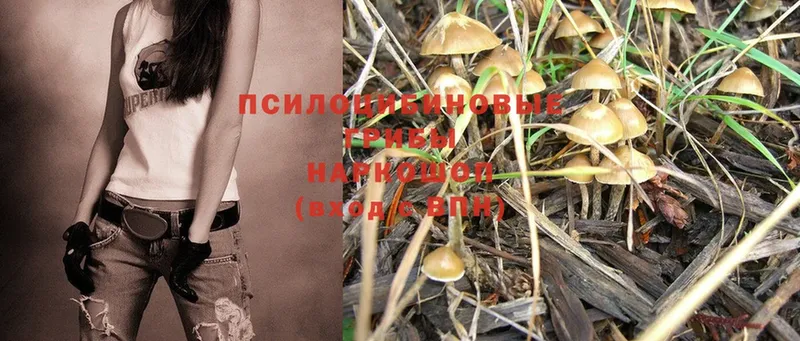 Псилоцибиновые грибы Psilocybe  закладки  Богородицк 